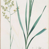 Zigadenus glaberrimus