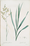 Zigadenus glaberrimus