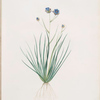 Aristea cyanea