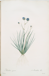 Aristea cyanea
