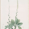 Ophiostachys virginica