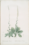 Ophiostachys virginica
