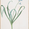 Hyacinthus orientalis