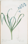Hyacinthus orientalis