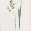 Ixia viridiflora
