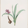 Colchicum alpinum