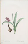 Colchicum alpinum