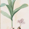 Colchicum autumnale var.latifolium