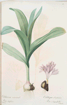 Colchicum autumnale var.latifolium