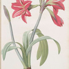 Amaryllis brasiliensis