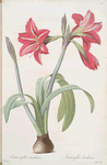 Amaryllis brasiliensis