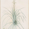 Asphodelus tauricus