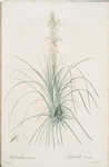 Asphodelus tauricus