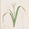 Pancratium parviflorum