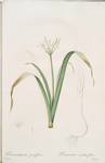 Pancratium parviflorum