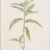 Commelina persicariaefolia
