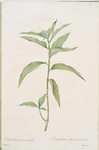 Commelina persicariaefolia