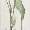 Curcuma longa