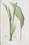 Curcuma longa