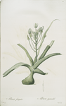 Albuca fastigiata