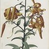 Lilium tigrinum