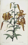 Lilium tigrinum