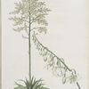 Furcraea gigantea