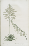 Furcraea gigantea