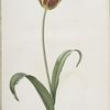 Tulipa Gesneriana var. luteo-rubra