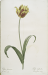 Tulipa Gesneriana var. luteo-rubra