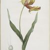 Tulipa Gesneriana var. Dracontia