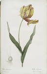 Tulipa Gesneriana var. Dracontia