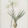 Amaryllis pallida