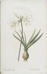 Amaryllis pallida