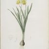 Narcissus minor