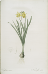 Narcissus minor