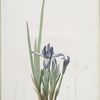 Iris triflora
