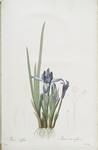 Iris triflora