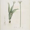 Allium sulcatum
