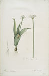 Allium sulcatum