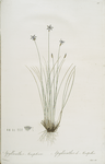 Aphyllanthes monspeliensis