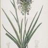 Agave spicata