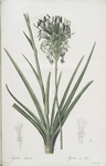 Agave spicata