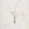 Narcissus tenuifolius