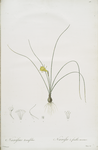 Narcissus tenuifolius
