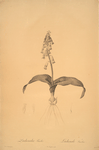 Lachenalia tricolor