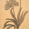 Agapanthus umbellatus