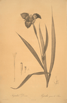 Tigridia Pavonia