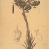 Lilium pomponium