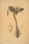 Lilium pomponium